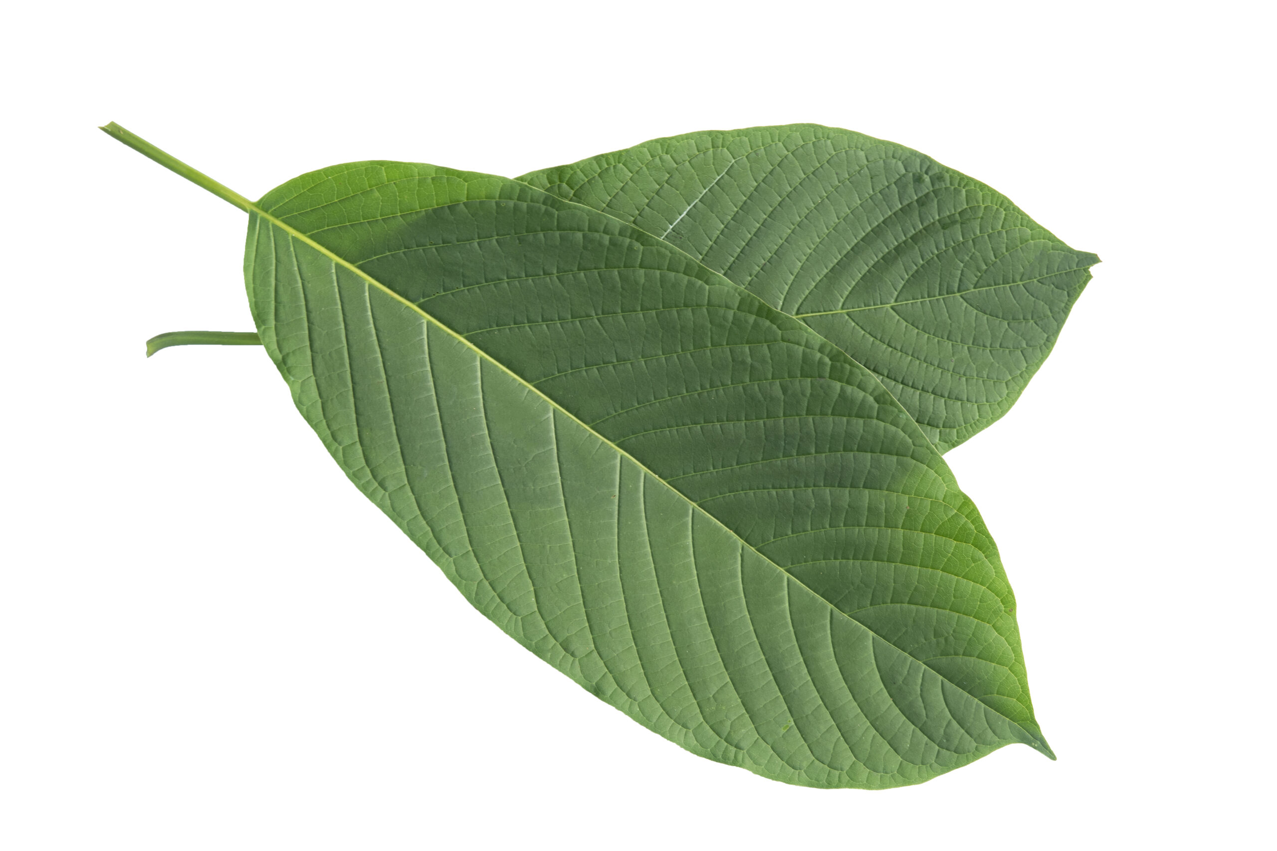 31452702_kratom-leaf-mitragyna-speciosa.jpg