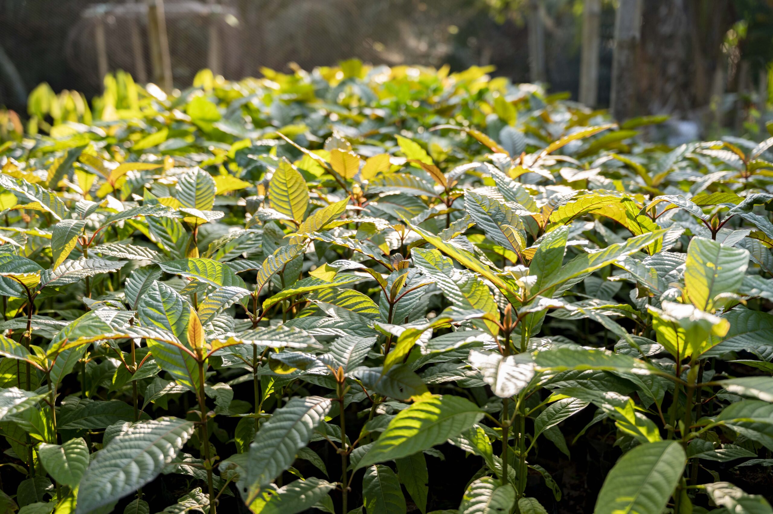 82874694_kratom-mitragyna-speciosa-green-is-a-type-of-drug.jpg
